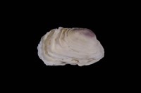 藏品(百合簾蛤)的圖片